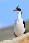 Imperial Shag front showing crest, Carcass Island, Falklands