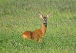 Roe Deer