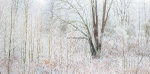 ICED - NORFOLK COUNTY