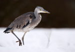 Grey Heron