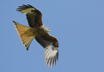 Red Kite 2