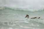 Crested Duck swimming between waves, Sunders Island, Falklands