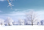 Woodland Trees with Snow