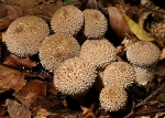 Common Puffball (03)