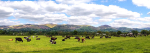 grazing cattle