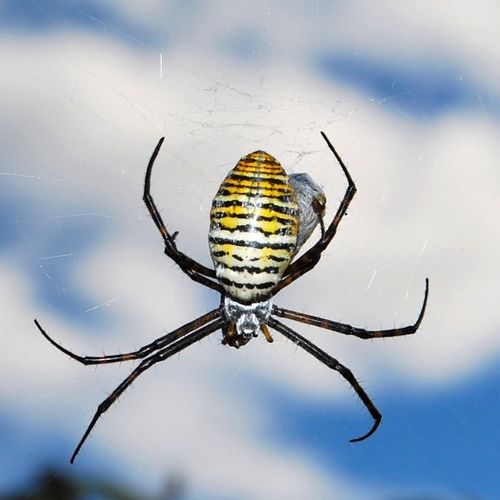 A Banded Garden Spider (female) surfing the web.