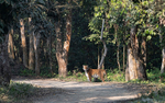Tigress