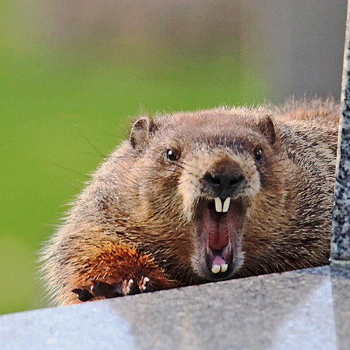 A groundhog performs a quick yawn and stretch atop it's tombstone abode at the Fernhill Cemetery in Saint John, New B…