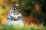 Grey Squirrel  _AN015