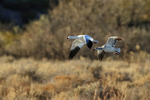 Two Snow Geese in flight, Bosque del Apache, New Mexico