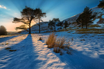 Caledonian rays