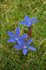 Spring Gentian