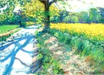 summer shadows