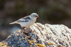 Snow Bunting