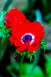 anemone-9726