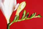Freesia - 149