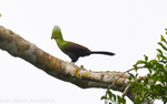 Green Turaco