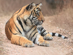 Tiger cub looking to side, Bandhavgarh National Park, India