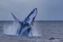 0A3A3383. Humpback Breach 14
