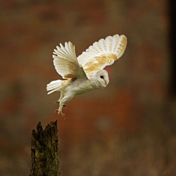 Barn Owl in flight