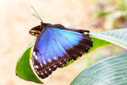 Blue Morpho - Morpho Menelaus