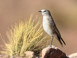 Ochre-naped Ground-Tyrant, Laguna Minique, Chile
