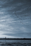 Geese Overhead And Leaving