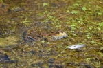 Marsh Frog