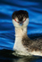 Slavonian Grebe head-on view, Farmoor Resrvoir