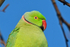 Ring-necked Parakeet