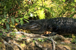 American Alligator & young, Corkscrew Swamp, Florida