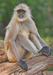 Langur Monkey