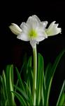 Hippeastrum 'White Garden' 2