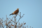 Fieldfare
