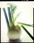 Fennel