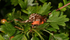 Garden Tiger Moth