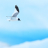 Sabine's Gull, blue iceberg background, Jokulsarlon, Iceland