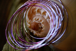 Flowers Set 08 - 30