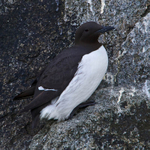 Common Murre (Guillemot) in breeding plumage perched on a cliff ledge