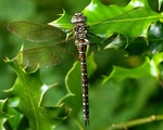 Common Hawker