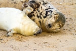Seals portfolio