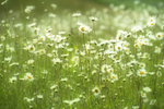 25th May Moon Daisies
