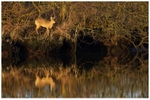 Water Margins - A Tale of the Marshes