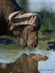 Buff reflection