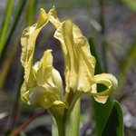 Sicilian iris (Iris pseudopumila)