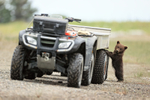 Brown Bear cub standing up paws on ATV tyre, Silver Salmon Creek