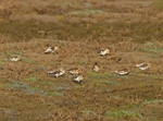 Snow Buntings