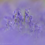 Bluebell Haze 2026