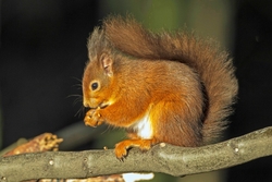Red Squirrel