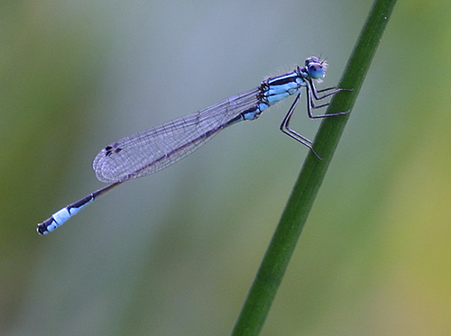 [align=center]Blue-Tailed Damselfly, Saddleworth, England[/align]